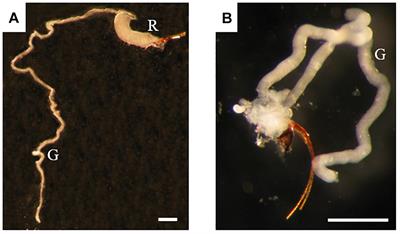 Gall Wasp Transcriptomes Unravel Potential Effectors Involved in Molecular <mark class="highlighted">Dialogues</mark> With Oak and Rose